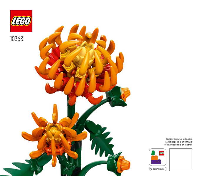Chrysanthemum