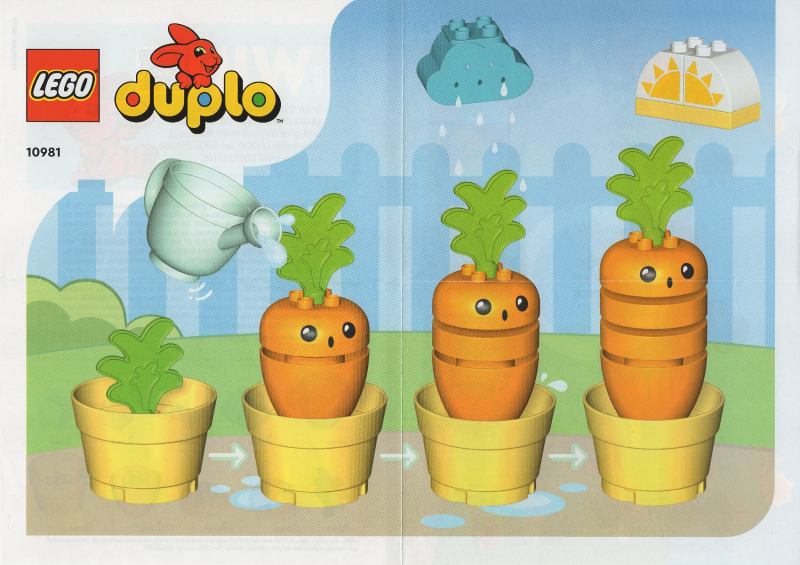 Growing Carrot