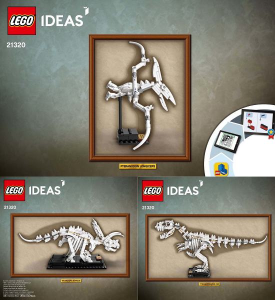 Dinosaur Fossils image 3