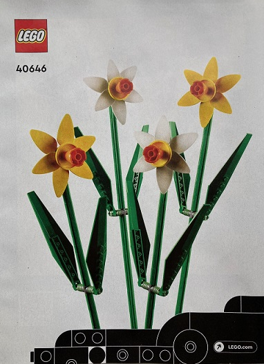 Daffodils image 3
