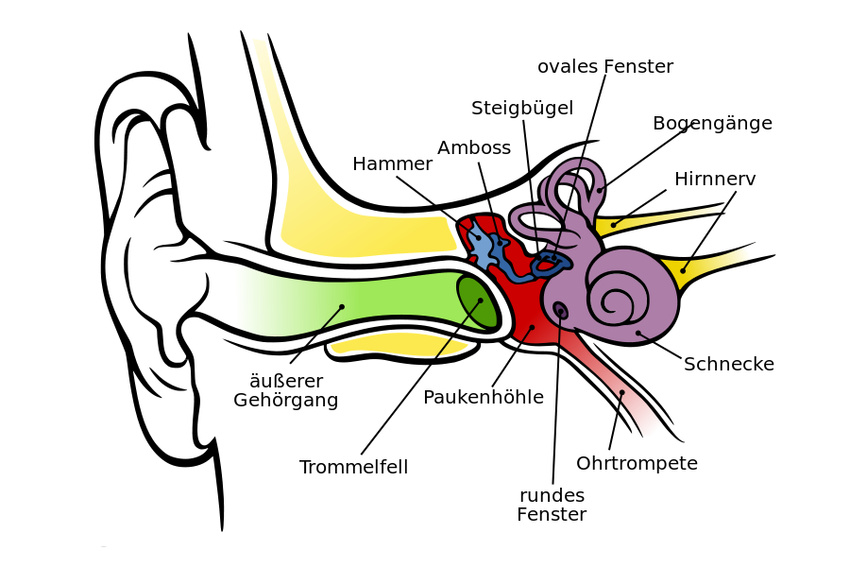 Anatomie des menschlichen Ohres