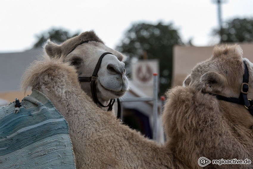 Impressionen vom Freitag/Samstag (live beim Black Castle Festival, 2018)