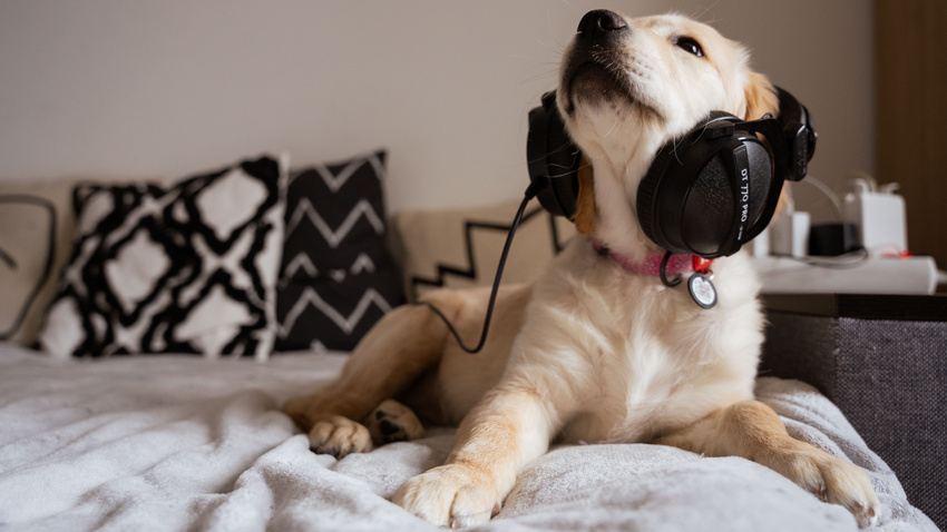 Create Music Group kauft ein Unternehmen, das Musik für Haustiere produziert 