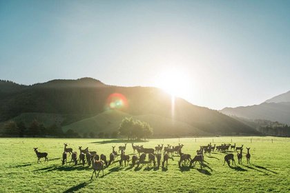 Neuseeland im KölnSKY - ein Abend mit SILVER FERN FARMS