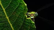 Facettenreiche Insekten