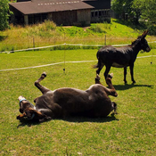 Ferienspaß bei den Erlebnis-Tieren (5 Tage)