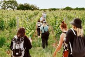 Gästeführung: Weinwanderung "nachhaltig & innovativ"