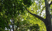 Waldbaden im Waldpark Mannheim: Grünrausch