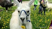 Meditative Lamawanderung - Achtsamkeitswanderung mit Lamas