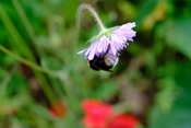 Tag der Artenvielfalt: Wildbienen