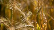 Feld- und Fachtag Brotgetreide