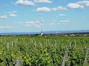 Schorle auf der Wiese mit Flohmarkt beim Weingut Dirk Wendel
