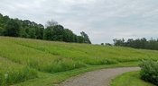 Führung: Das Hohenheimer Wiesenmahdprojekt