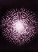 Programmreihe LIGHT YOUR INSTINCT! - Interthinking Art + Science + Creativity