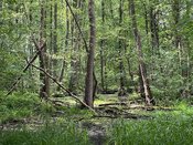 Erkundung der Gehölzflora im Naturschutzgebiet Am Bagno-Buchenberg