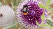 Führung: Insekten im Botanischen Garten