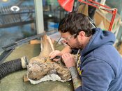 Kindermuseum: Anfängerkurs zur Fossilienpräparation im Dobergmuseum