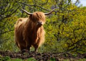 Fotoreportage - Sabine Geiger: Schottland – Mitten in den Highlands