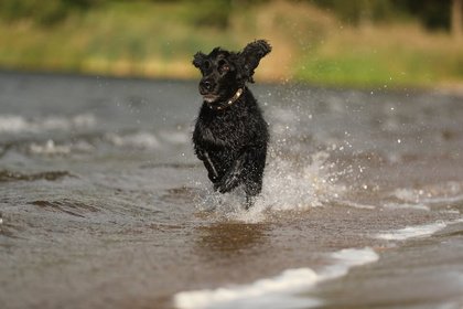 Rückruf/Stop bei deinem Hund perfektionieren – Mitmach-Workshop mit Pia Groening