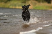 Rückruf/Stop bei deinem Hund perfektionieren – Mitmach-Workshop mit Pia Groening