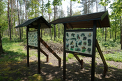 Geführte Wanderung mit naturpädagogischem Hintergrund im Karswald.
