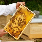 Workshop Bienenhaltung für den Einstieg: Von der Blüte bis ins Glas – Die Welt der Honigbienen
