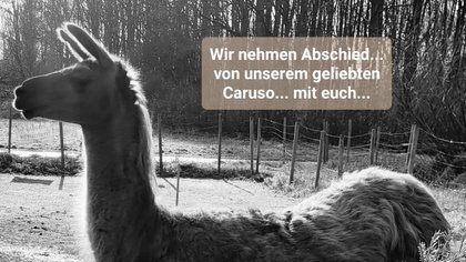 Gedenkfeier - Abschied nehmen von Lama Caruso auf der Weide