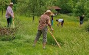 Sensen und Dengeln - Gras mähen in Handarbeit