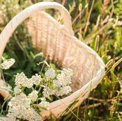Herbal Walk - Healing herbs at your doorstep