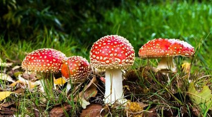 81. Erlebniswanderung - Herbstwanderung