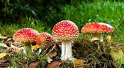 81. Erlebniswanderung - Herbstwanderung