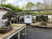 Sommerfest im Bonsai-Museum