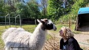 Lamas hautnah erleben