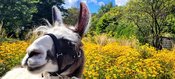 Lama-Erlebnisstunde mit Streicheln und Füttern in den Ferien