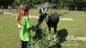 Lamas hautnah erleben