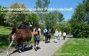 Große Lamawanderung in der Parklandschaft