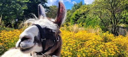 Lama-Erlebnisstunde mit Streicheln und Füttern