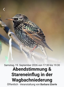 Abendstimmung & Stareneinflug in der Wagbachniederung