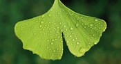 Vortrag Naturheilverein – Therapeutische Hypnose, Möglichkeiten und Grenzen