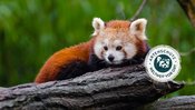 Internationaler Tag des Roten Pandas