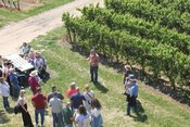 Weinwanderung