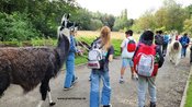 Ein Ferientag mit Lamas für Kinder in den Sommerferien (ab 7J.)