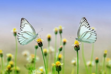 Insekten: So wichtig für uns - was können wir tun?