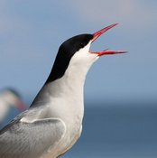 Vortragsabend: zugvogeltage im Nationalpark Niedersächsisches Wattenmeer