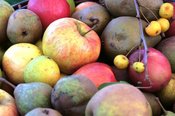 Vorstellung alter Obstsorten