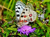 Vortrag: Kleine Naturwunder: Schmetterlinge - Vortrag mit Klaus Müller