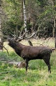 Tiere in den Hochlagen des Sauerlands