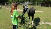 "Lamas hautnah"