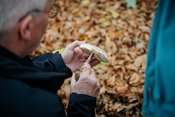 Auf Pilzsuche mit der Artenakademie
