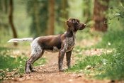 Antijagdtraining Basic Onlinekurs mit Pia Gröning